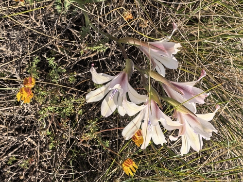 Gladiolus grandiflorus, photograph 1