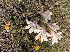Gladiolus grandiflorus, photograph author not stated, no rights reserved