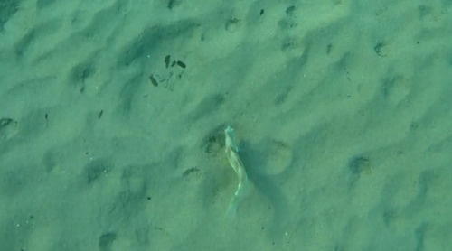Pearly Razorfish