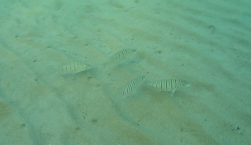 Striped Seabream