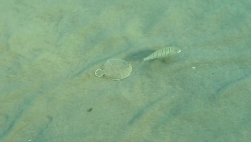 Wide-eyed Flounder
