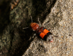 Enoclerus ichneumoneus