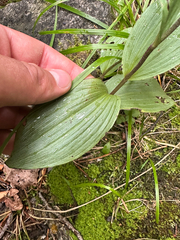 Epipactis atrorubens, photograph (c) Dawid Juszczak, some rights reserved (CC BY)
