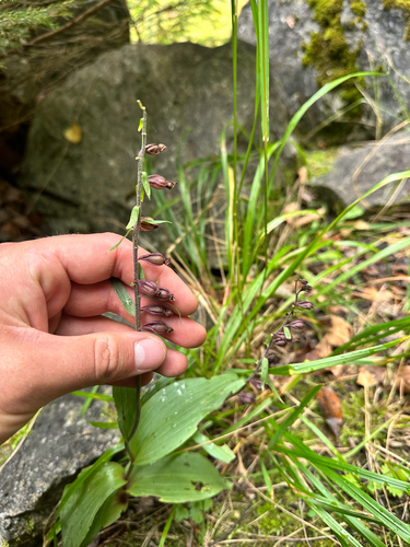 Epipactis atrorubens, photograph 5