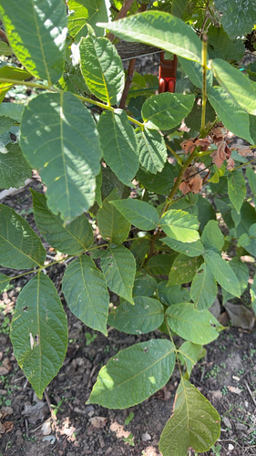 Persian walnut
