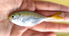 Alepes kleinii