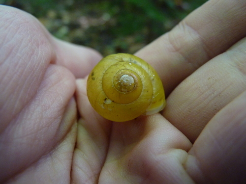 White-lipped Snail