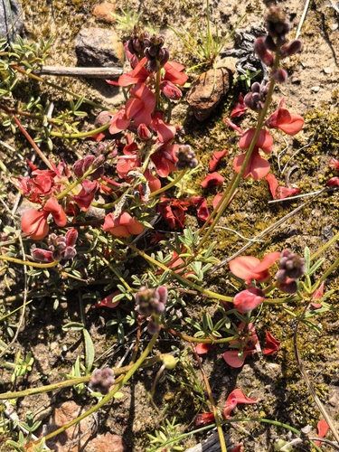 Indigofera heterophylla, photograph 6