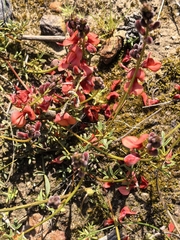 Indigofera heterophylla, photograph author not stated, no rights reserved
