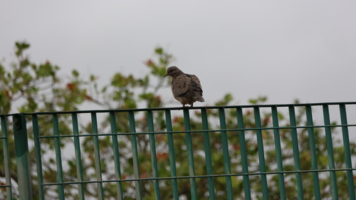 Eared Dove