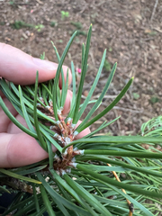 Pinus banksiana, photograph author not stated, no rights reserved