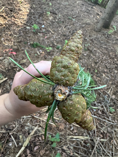 Pinus banksiana, photograph 5