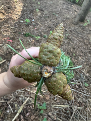 Pinus banksiana, photograph author not stated, no rights reserved