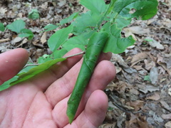 Dichomeris ligulella