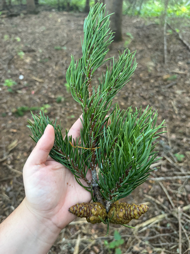 Pinus banksiana, photograph 4