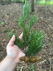 Pinus banksiana, photograph author not stated, no rights reserved
