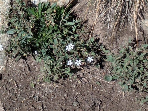 Rock Campion