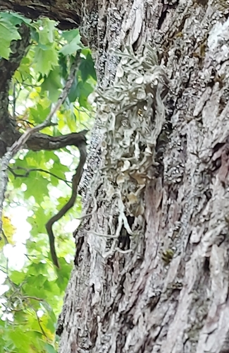 Cartilage Lichen