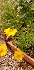 Coreopsis grandiflora