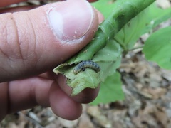 Dichomeris ligulella