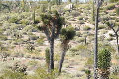 Yucca valida