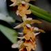 New Zealand Bamboo Orchid - Photo (c) harrylurling, some rights reserved (CC BY-NC), uploaded by harrylurling