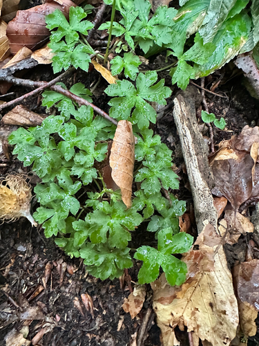 Sanicula europaea, photograph 2