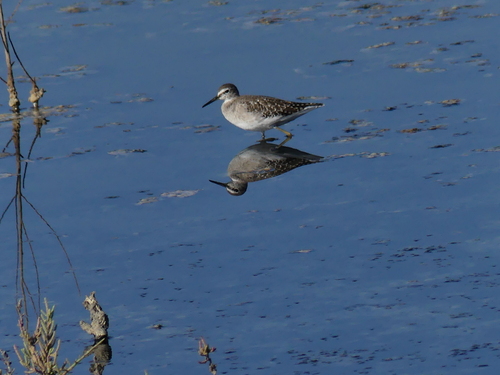 Wood Sandpiper