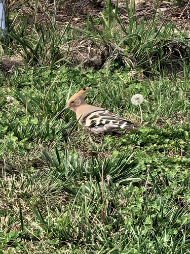 Common Hoopoe