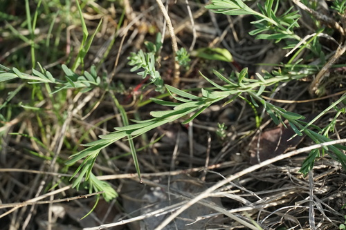 Blue Flax foliage