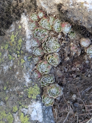 Cobweb Houseleek