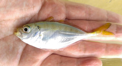 Alepes kleinii