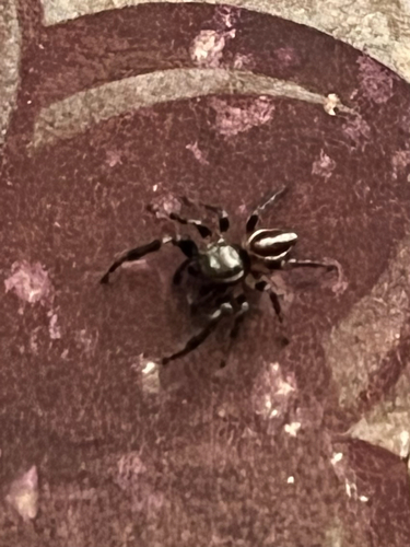 Bronze Jumping Spider