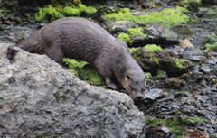 Lontra provocax