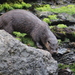 Southern River Otter - Photo (c) Henrik Kibak, some rights reserved (CC BY)