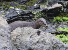 Lontra provocax
