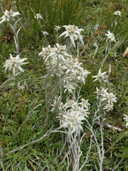 Leontopodium