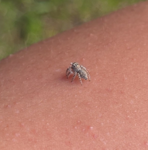 Red-bellied Jumping Spider