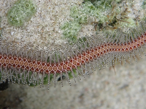 Ophiomastix observed 2026-09-11