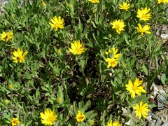 Heterotheca pumila