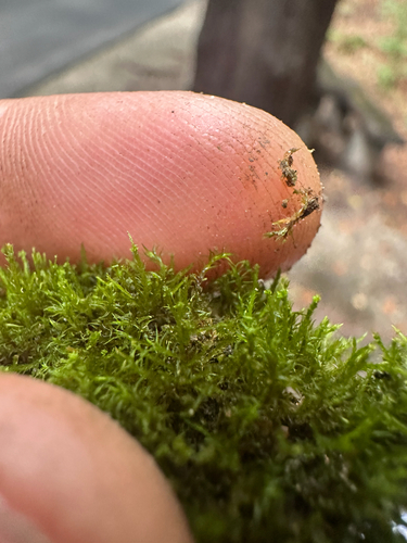 Pseudoleskeella nervosa, 2026-09-11