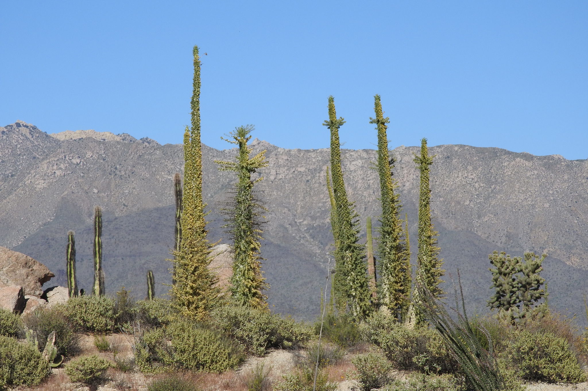 Fouquieria columnaris