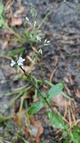 Common vervain