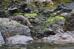 Lontra provocax