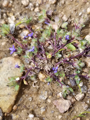 Hooker's Bellflower (Cyananthus hookeri)