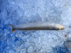 Malacanthus plumieri