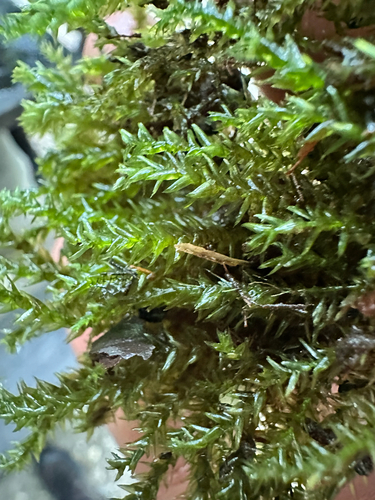 Rhynchostegium riparioides observed 2026-09-11