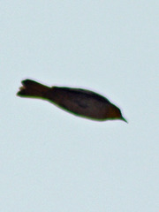 Icterus abeillei