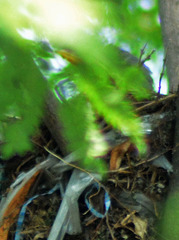 Turdus rufopalliatus