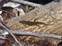 Sphaerodactylus dimorphicus